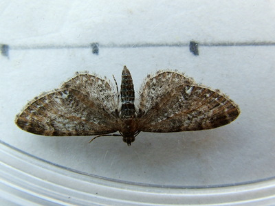 Common Pug